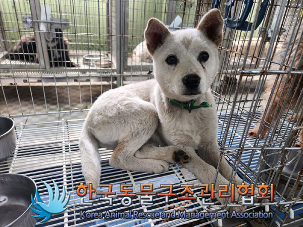종료(반환) 믹스견…