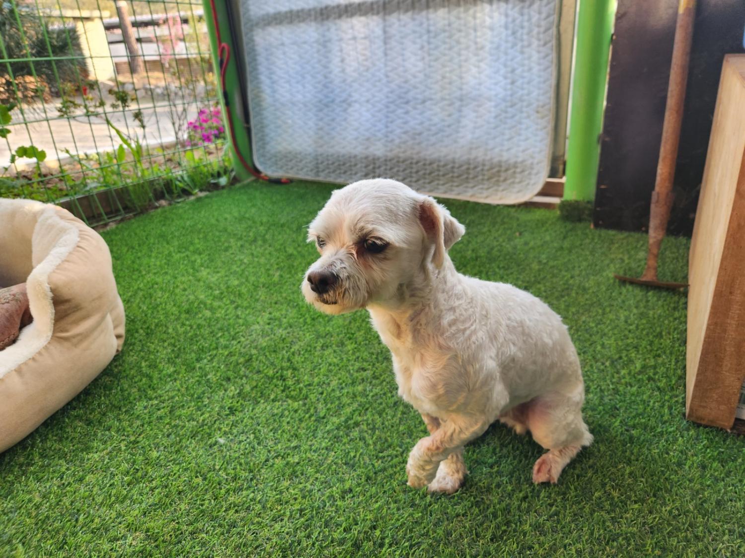 칠곡유기동물보호센터_447522202300080