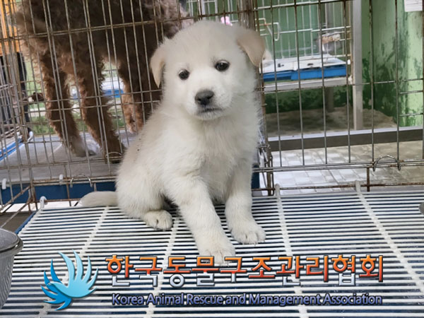한국동물구조관리협회_441406202300416