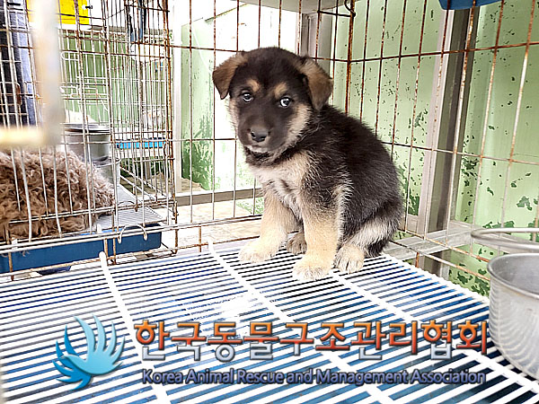 한국동물구조관리협회_441406202300415
