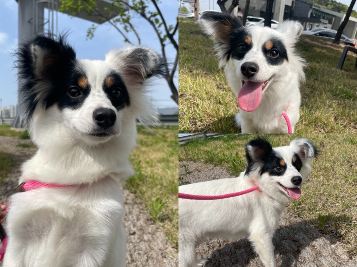 경주동물사랑보호센터_447505202300325