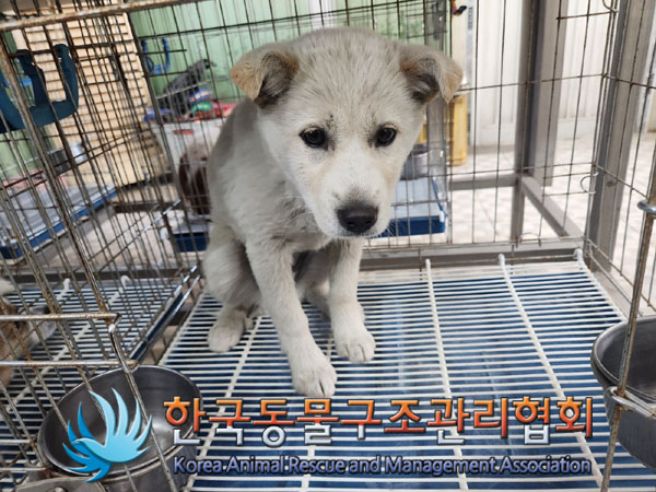 한국동물구조관리협회_441406202300420