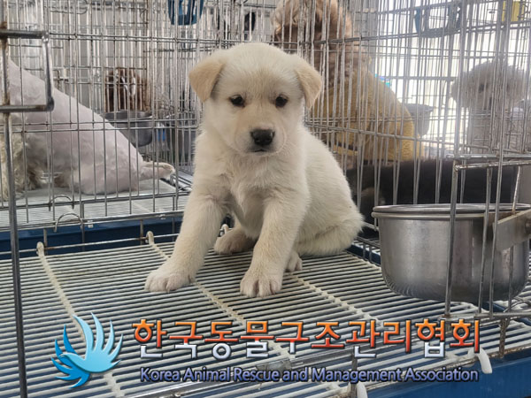 한국동물구조관리협회_441406202300419