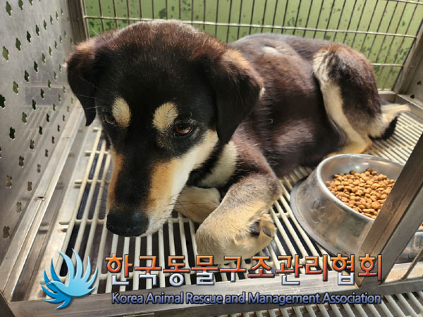 종료(안락사) 믹스…