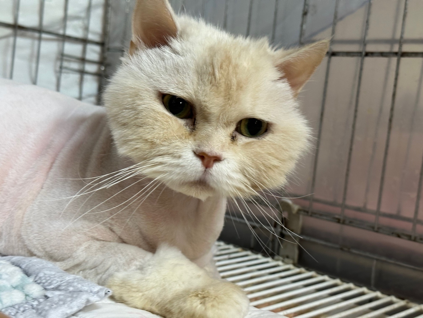 광주 동물보호소_429361202300074