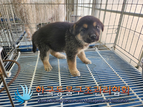 한국동물구조관리협회_441406202300417