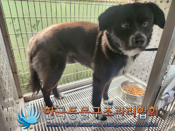 종료(반환) 믹스견…