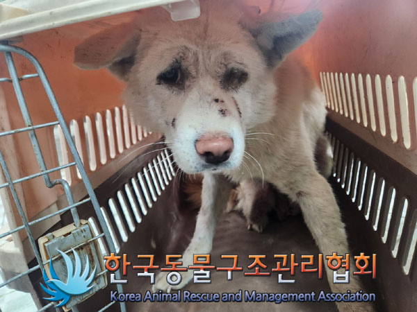 종료(자연사) 믹스…