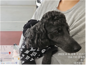 대전동물보호센터_430365202300114