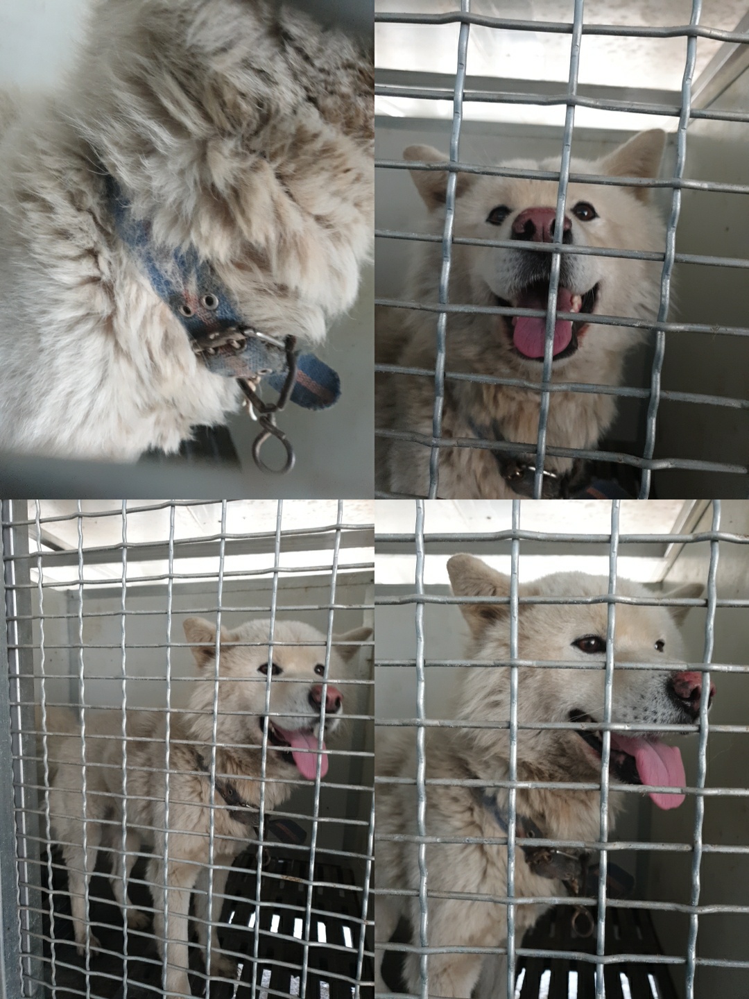 남양동물보호센터_441553202300925