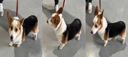 부산동물보호센터_426332202300098