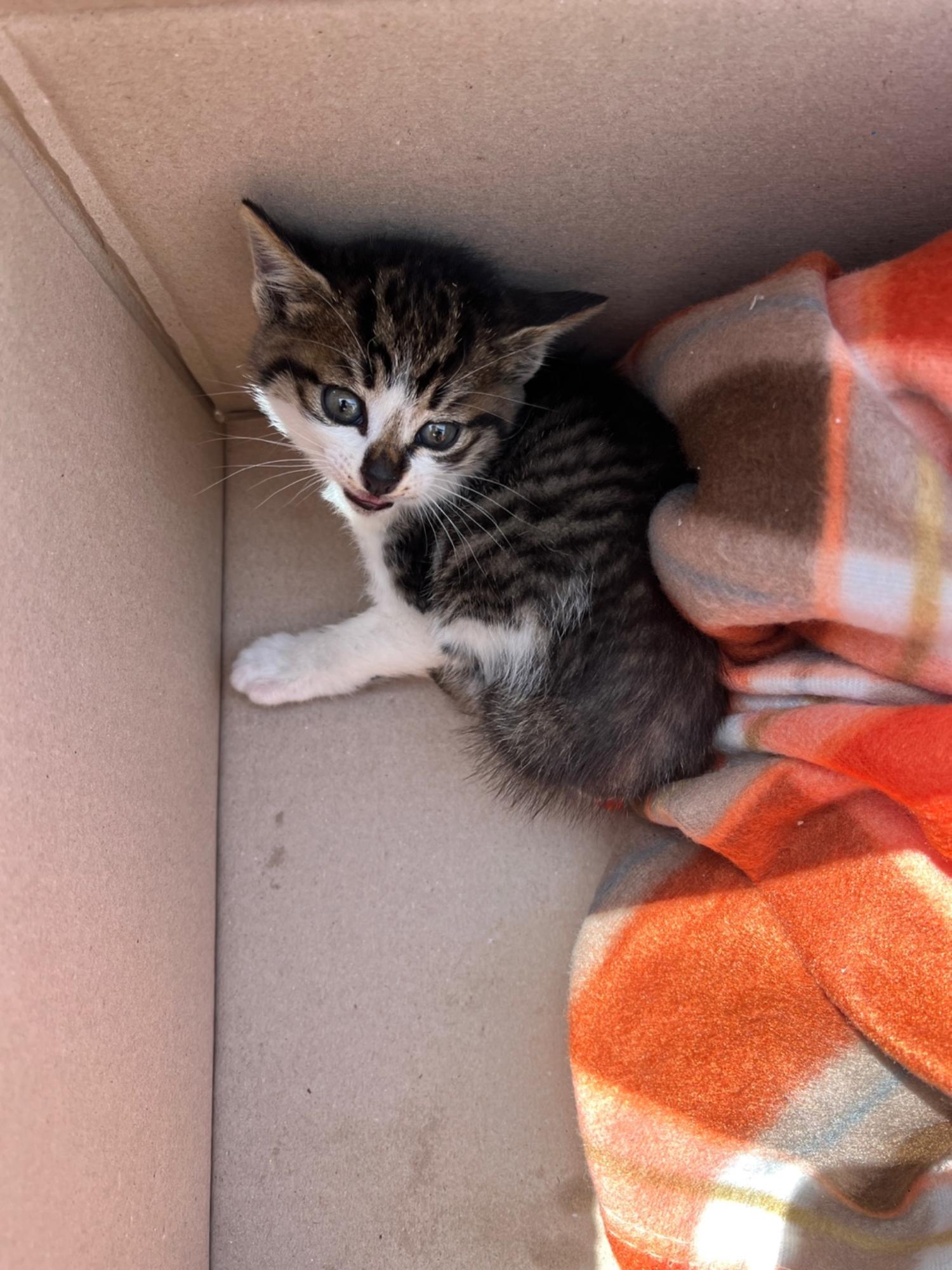 부산동물보호센터_426332202300104