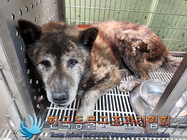 한국동물구조관리협회_411323202300217