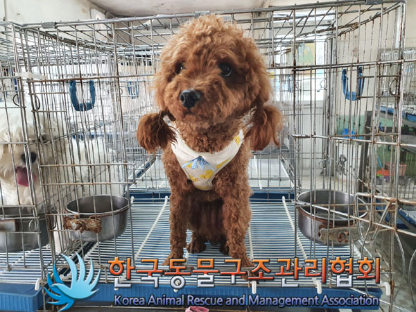 한국동물구조관리협회_411307202300121