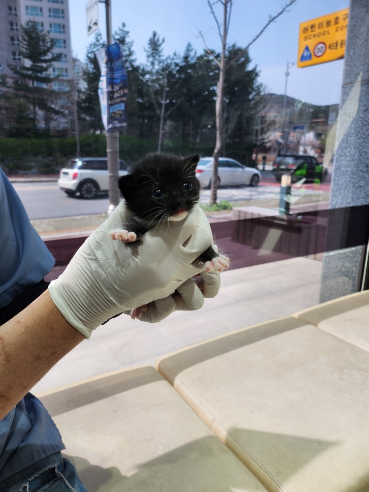 종료(입양) 한국 …