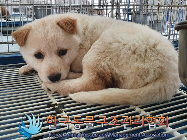 한국동물구조관리협회_441409202300495