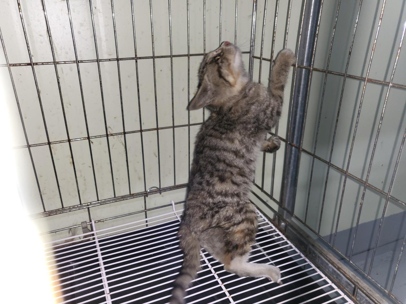 (사)하얀비둘기_426334202300110