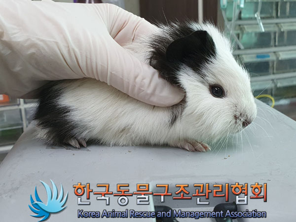 한국동물구조관리협회_411323202300220