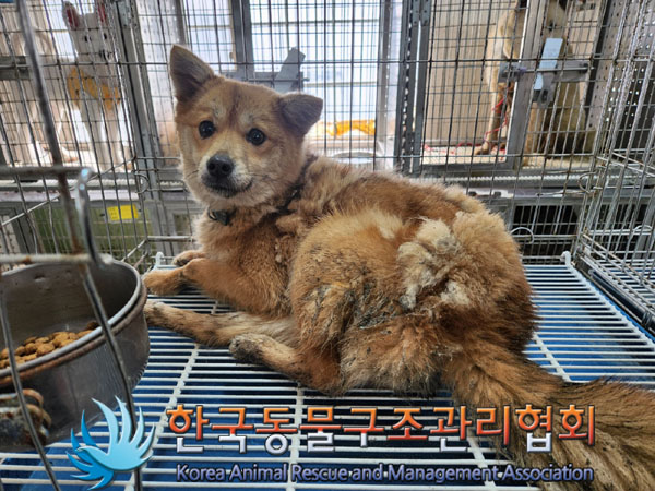 한국동물구조관리협회_441414202300212