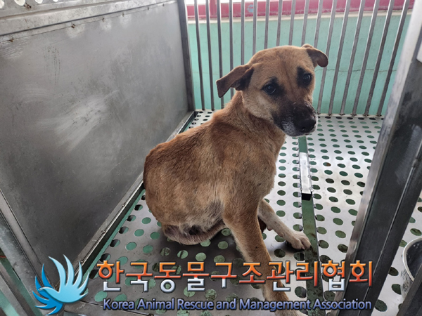 한국동물구조관리협회_441414202300213
