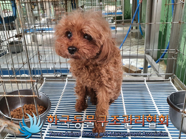 한국동물구조관리협회_441382202300221