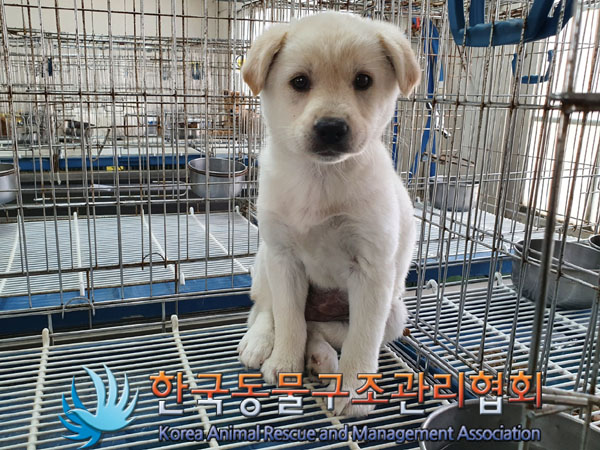 한국동물구조관리협회_441409202300496