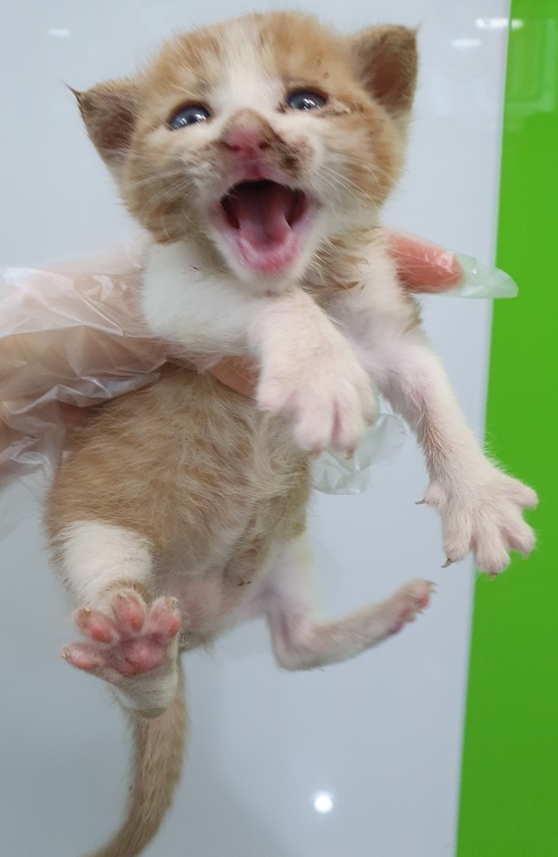 펫앤쉘터동물병원_441378202300499