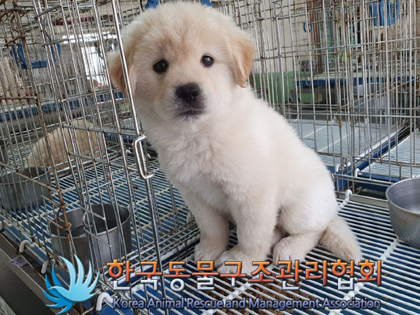 한국동물구조관리협회_441409202300497