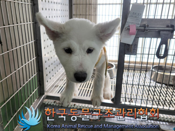 한국동물구조관리협회_411306202300235