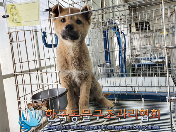 한국동물구조관리협회_411305202300116