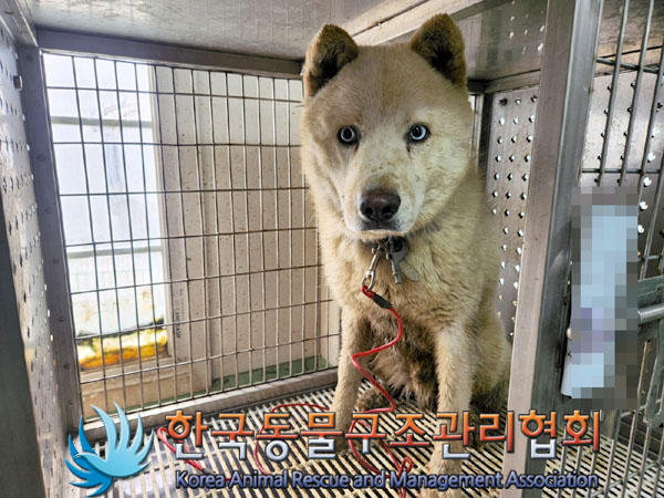 한국동물구조관리협회_441409202300498