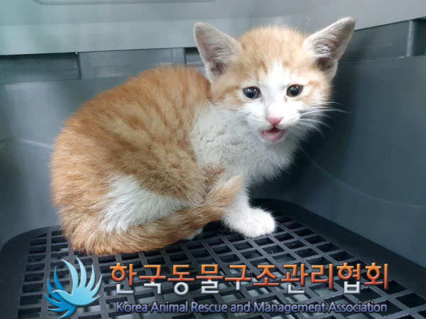 한국동물구조관리협회_411306202300236