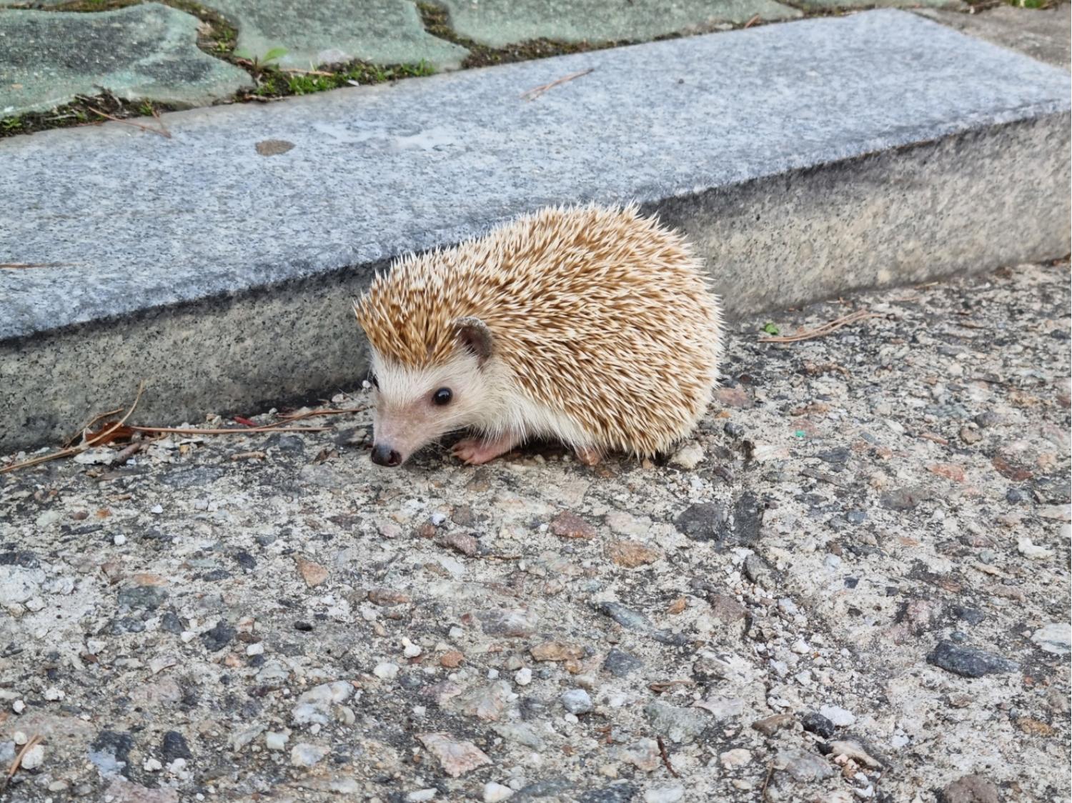 하남동물병원_441404202300133