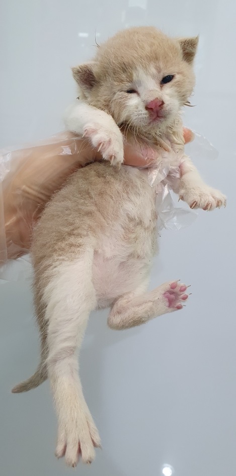펫앤쉘터동물병원_441378202300500