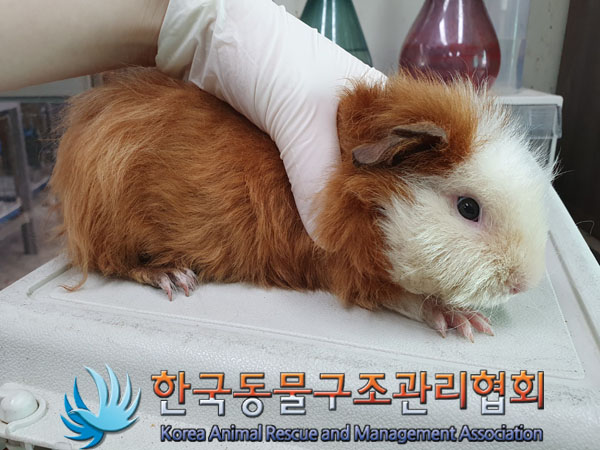 한국동물구조관리협회_411323202300222