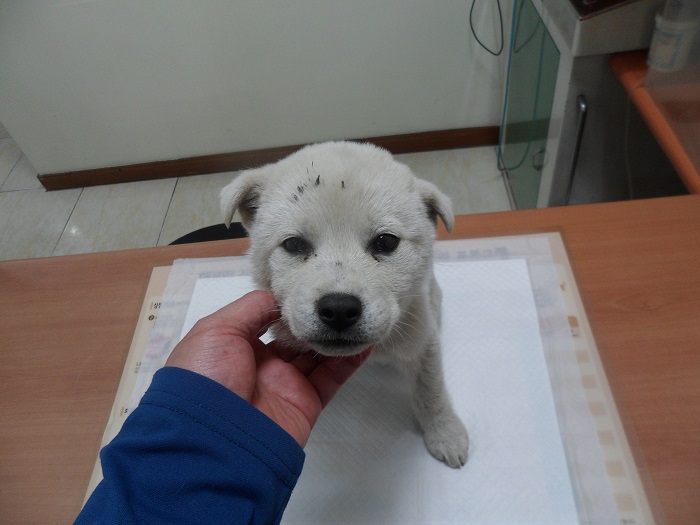강현림동물병원_411320202300254