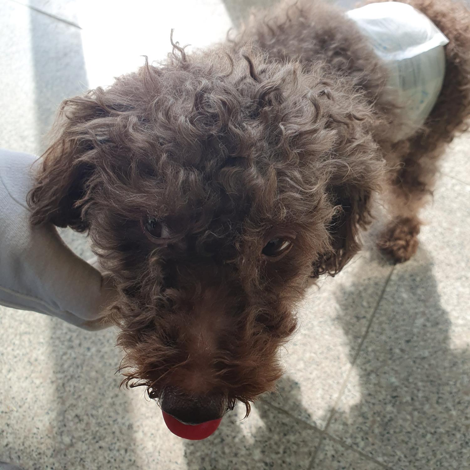 구미시 동물보호센터_447508202300623