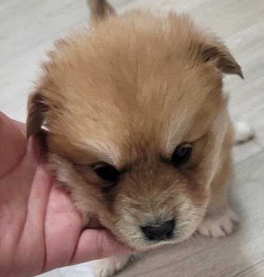 영천유기동물보호센터_447510202300074