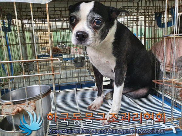 한국동물구조관리협회_411303202300119