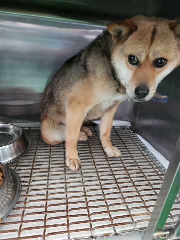 충주시동물보호센터_443439202300186