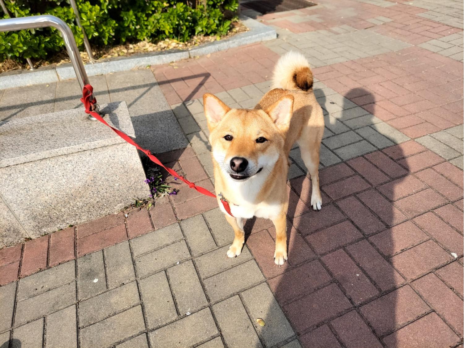 고양시동물보호센터_441394202300634