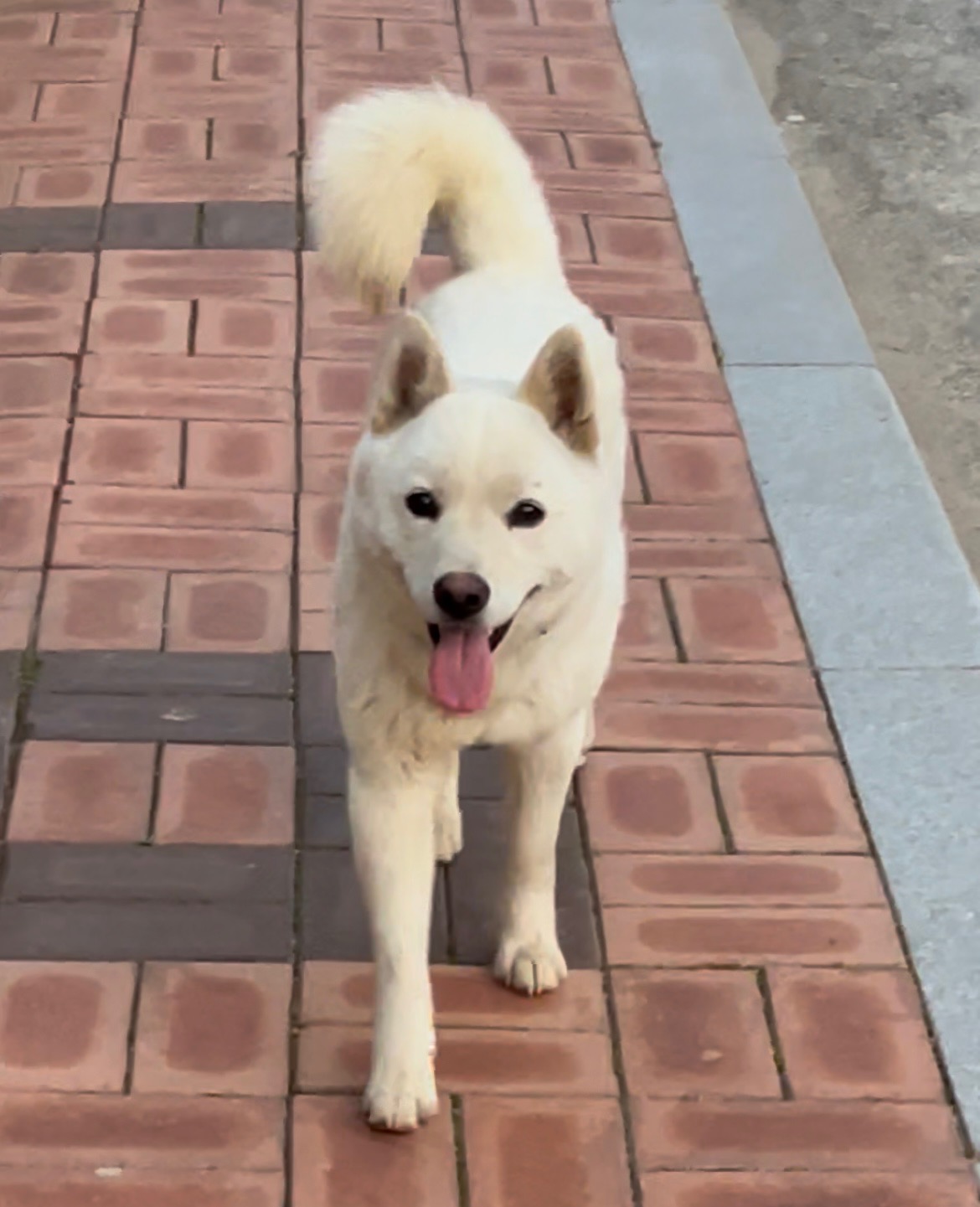 광주 동물보호소_429363202300180