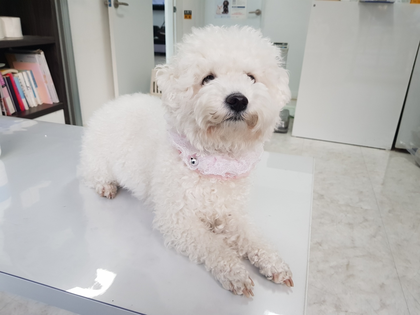 광주TNR동물병원송정_441554202300424