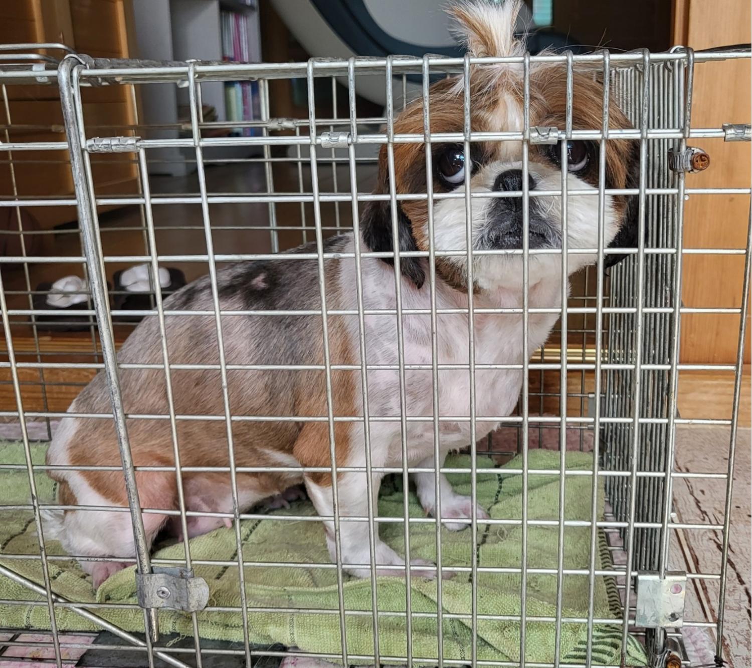 창녕 유기동물보호소_448541202300563