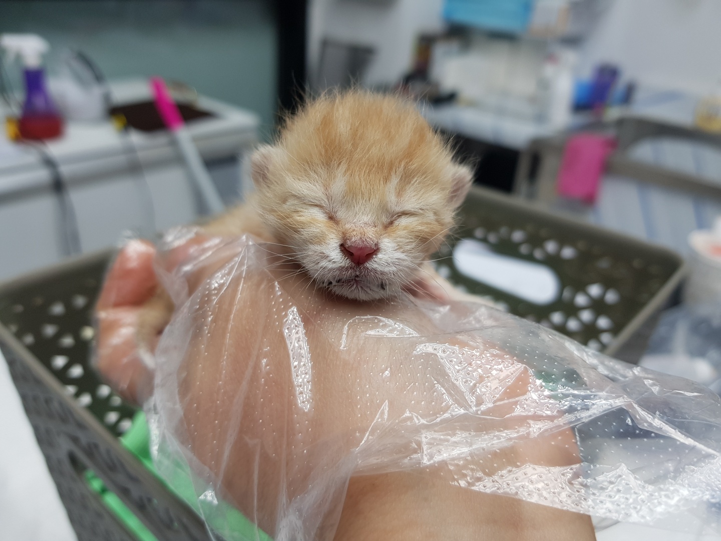 광주TNR동물병원송정_441554202300430