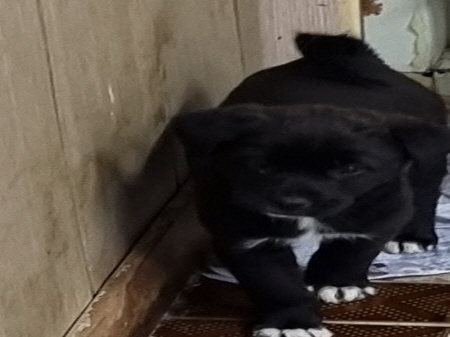 원주유기동물보호센터_442419202300165