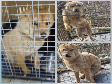 원주유기동물보호센터_442419202300168