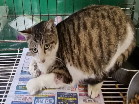 원주유기동물보호센터_442419202300174