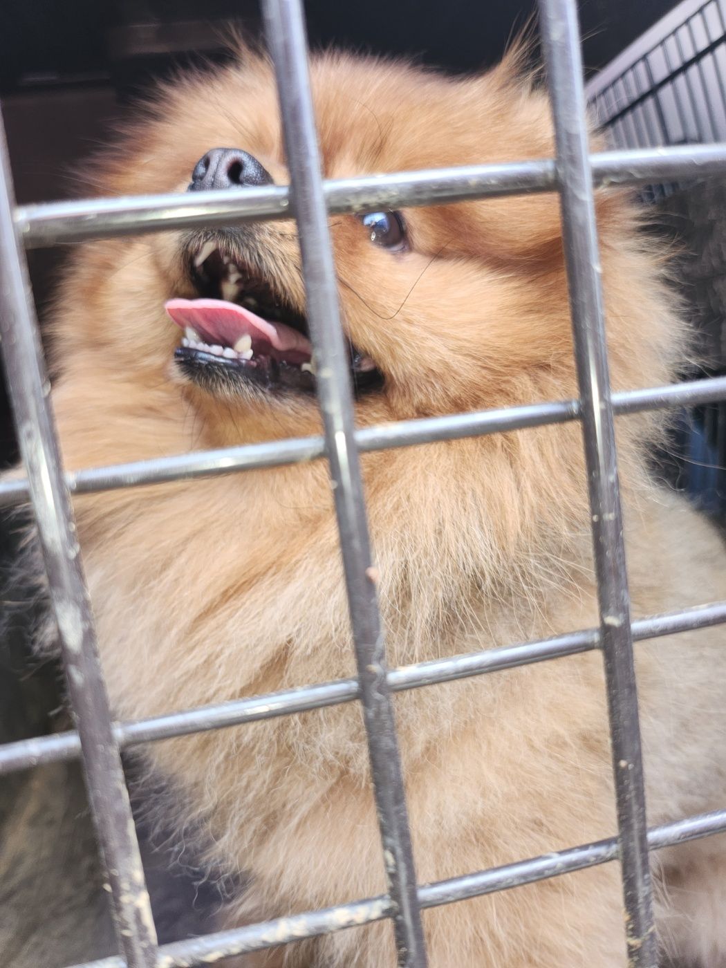 예산동물보호센터_444461202300213