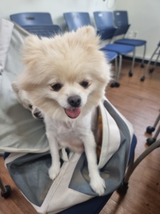 제주 동물보호센터_450650202301151